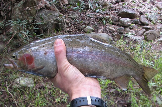 spawn run cox's river trout