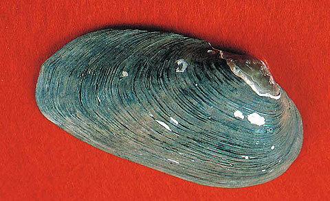 Freshwater Mussels