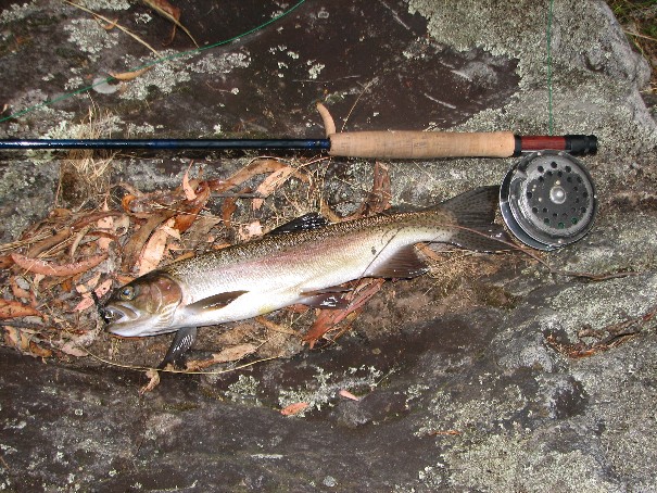 Cox's River Rainbow