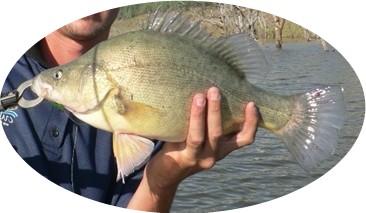 Golden Perch