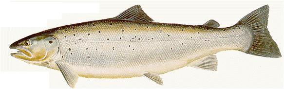 Atlantic Salmon