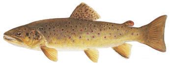 Brown Trout