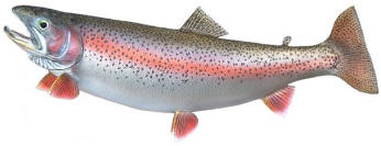 Rainbow Trout